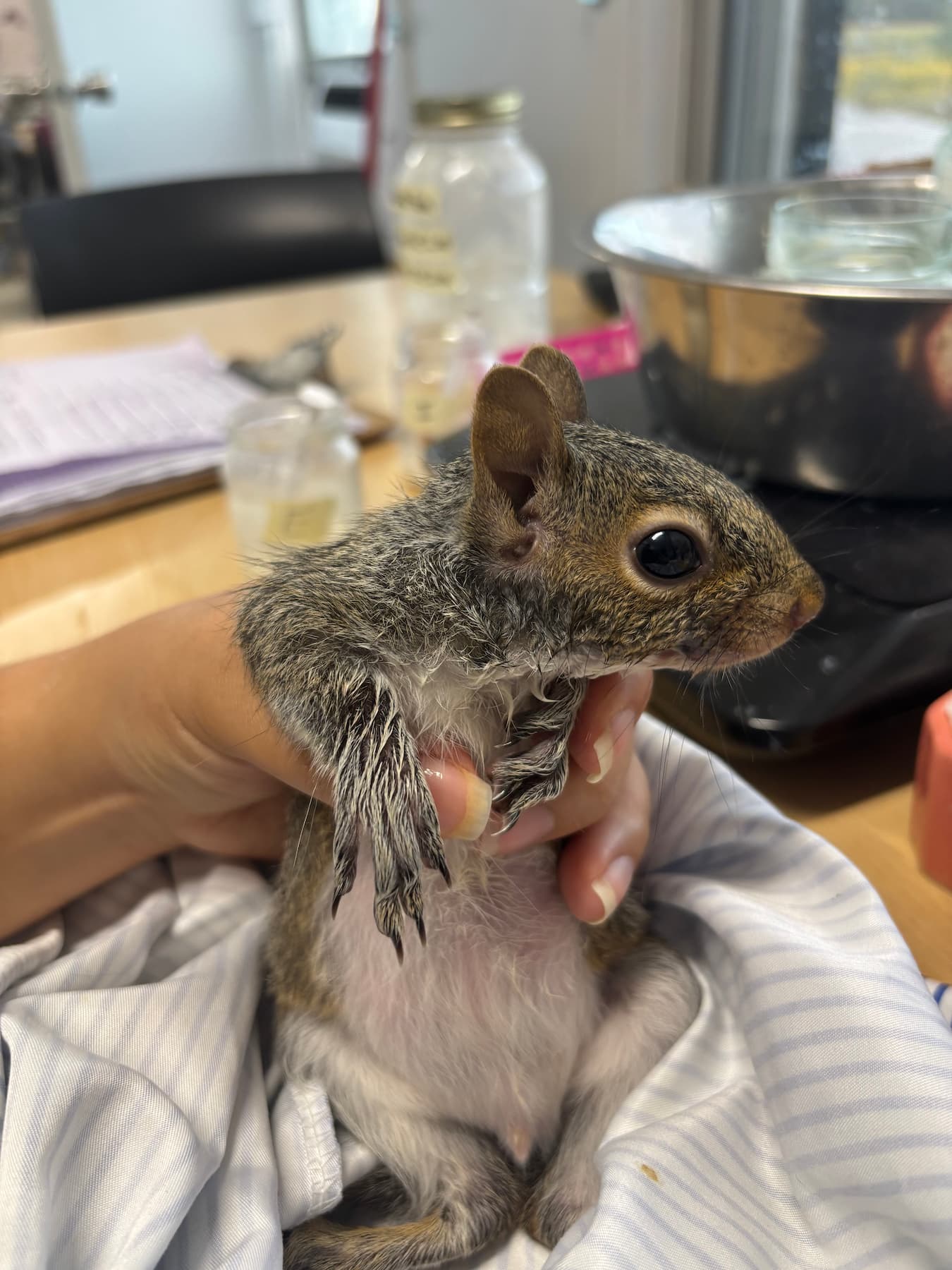 Supporting Wildlife Rehabilitation