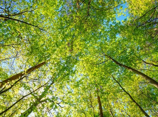 Shutterstock 380464495950X540 (1)